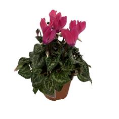 Pot Cyclamen Pink