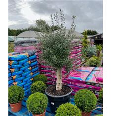 XXL Olive Tree