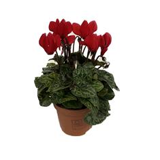 Pot Cyclamen Red