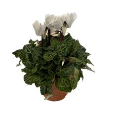 Pot Cyclamen White