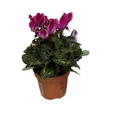 Pot Cyclamen Purple