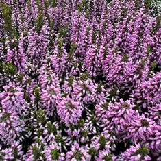 Calluna Vulgaris (Heather) Purple