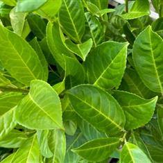 Prunus laurocerasus (Cherry Laurel) 4-5ft