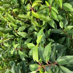 Prunus Lusitanica (Portuguese Laurel) 3-4ft