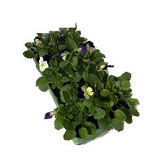 Viola &#39;Coconut Duet&#39; Bedding Box