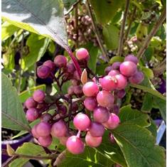 Callicarpa Bodinieri Profusion- 3ltr
