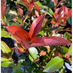 Photina Fraseri &#39;Red Robin&#39;- 2ltr