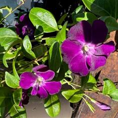 Vinca Atropurpurea- 2ltr