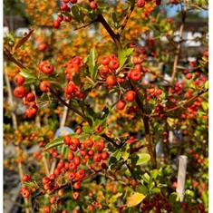 Pyracantha &#39;Darts Red&#39;- 5ltr