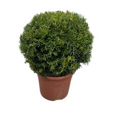 Taxus Baccata (Yew) Balls 30-35cm