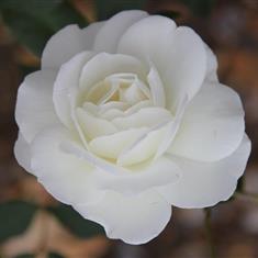 Iceberg- Traditional Bush Rose 4L Pot