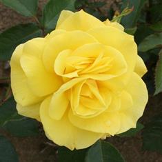 Korresia- Traditional Bush Rose 3L Pot