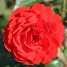 Trumpeter- Traditional Bush Rose 3L Pot