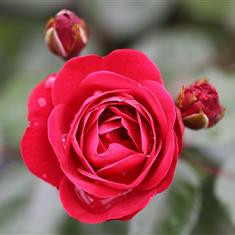 Precious Ruby- Royalty Bush 3L Pot
