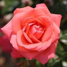 Showtime- Royalty Bush Rose 3L Pot