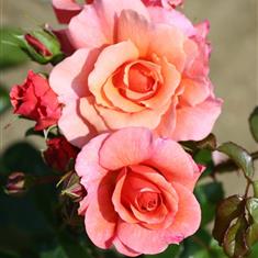 Summer Beauty- Royalty Bush Rose 3L Pot