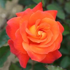 Super Trouper- Royalty Bush Rose 3L Pot