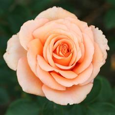 Warm Wishes- Royalty Bush Rose 3L Pot