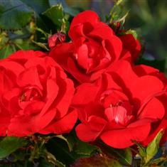 Moment In Time- Premium Bush Rose 3L Pot