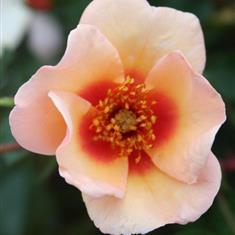 Smiling Eyes- Premium Bush Rose 3L Pot