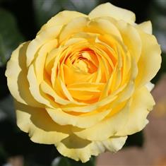 Summer Gold- Premium Bush Rose 3L Pot