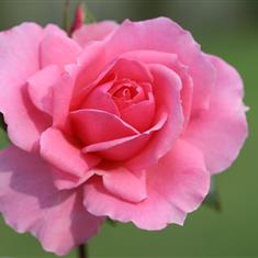 You&#39;re Beautiful- Premium Bush Rose 3L Pot