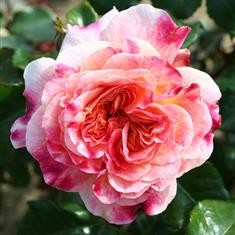 Designer Sunset- Patio Rose 3L Pot