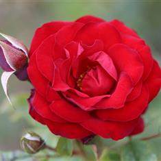 Dwarf Fairy- Patio Rose 3L Pot