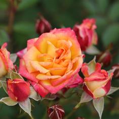 Little Sunset- Patio Rose 3L Pot