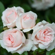 Lovely Bride- Patio Rose 3L Pot