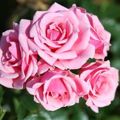 Pretty Polly- Patio Rose 3L Pot