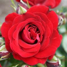 Ruby Romance- Patio Rose 3L Pot
