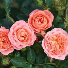 Sweet Wonder- Patio Rose 3L Pot