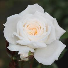 White Patio- Patio Rose 3L Pot