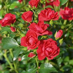 Flower Carpet Cherry- Carpet Rose 3L Pot