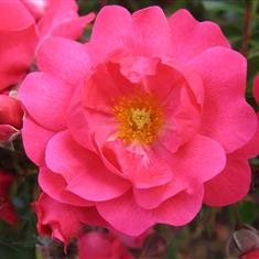 Flower Carpet Pink Supreme- Carpet Rose 3L Pot