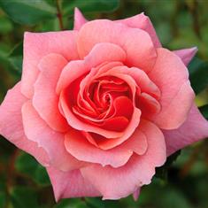 Festive Jewel- PB Classic Shrub Rose 4L Pot