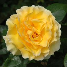Grosvenor House- PB Classic Shrub Rose 4L Pot