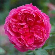 Ivor&#39;s Rose- PB Classic Shrub Rose 4L Pot
