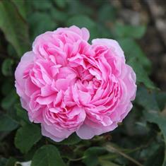 Jacques Cartier- PB Classic Shrub Rose 4L Pot