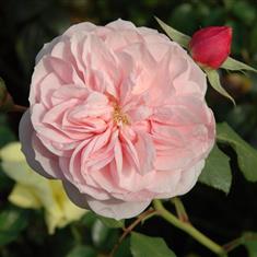 Our Beth- PB Classic Shrub Rose 4L Pot