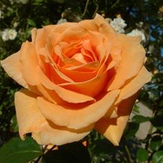 Raymond Carver- PB Classic Shrub Rose 4L Pot