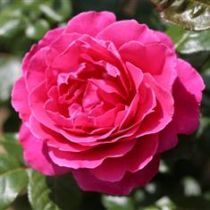 Sandringham- PB Classic Shrub Rose 4L Pot
