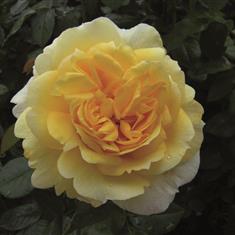 Togmeister- PB Classic Shrub Rose 4L Pot