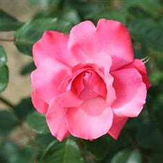 Galway Bay- Traditional Climbing Rose 4L Pot