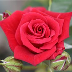 Love Knot- Royalty Climbing Rose 4L Pot