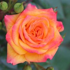 Redova- Royalty Climbing Rose 4L Pot