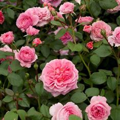 Pippin- PB Classic Climbing Rose 4L Pot