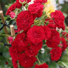 Siluetta Crimson- PB Classic Climbing Rose 4L Pot
