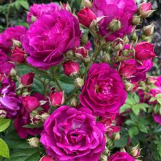 Siluetta Purple- PB Classic Climbing Rose 4L Pot